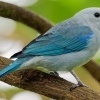 Tangara modra - Tangara episcopus - Blue-grey Tanager o1554
